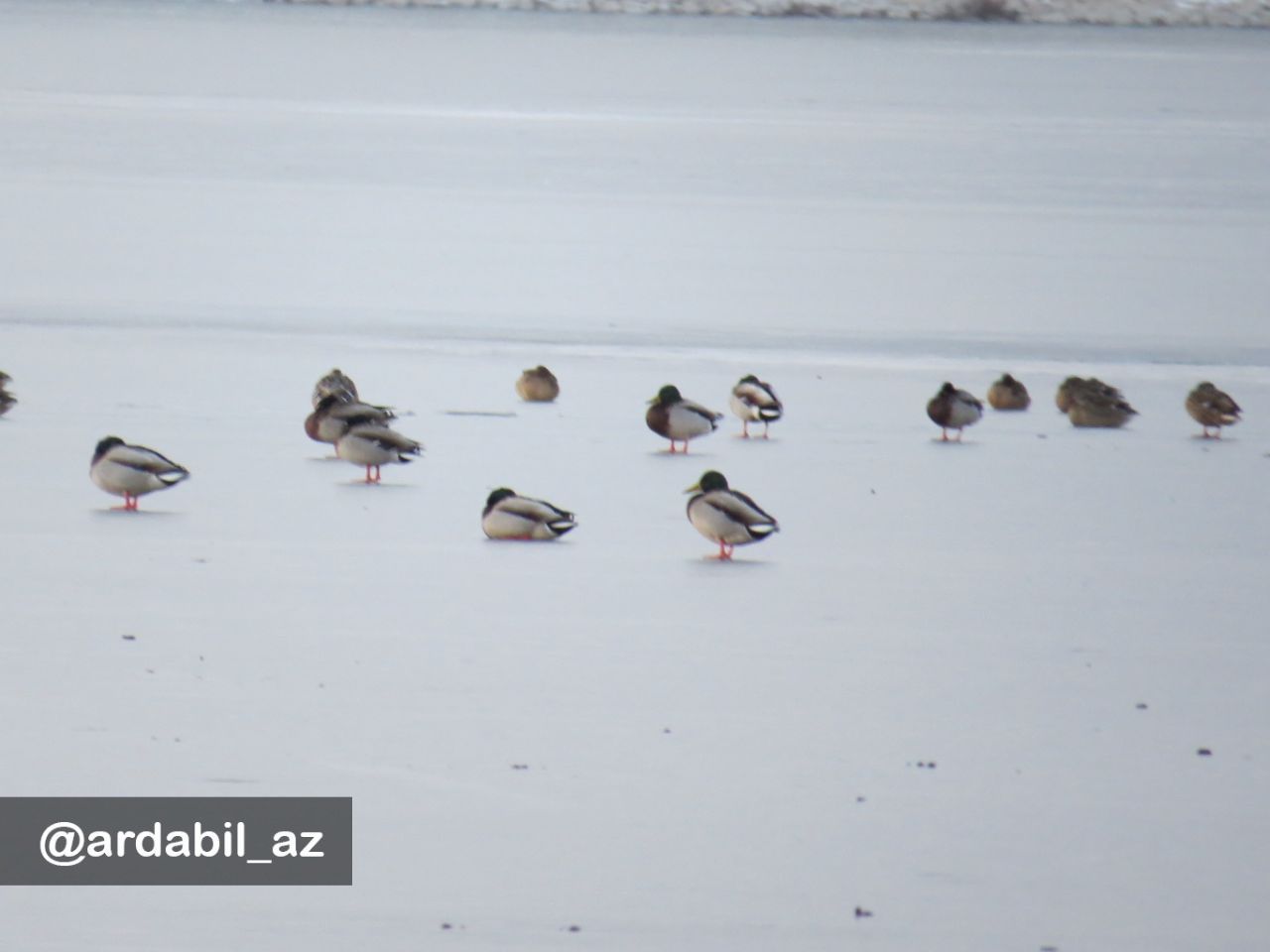 پرندگان مهاجر دریاچه پوشیده از برف و یخ شورابیل گرسنه هستند!پرندگان مهاجر دریاچه پوشیده از برف و یخ 